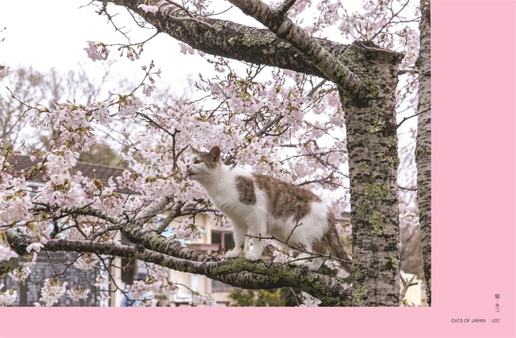 Neko: Cats of Japan, Masayuki Oki
