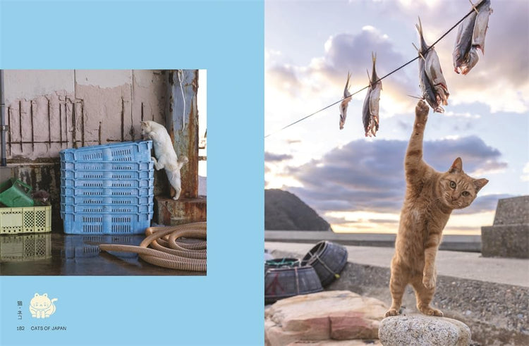 Neko: Cats of Japan, Masayuki Oki