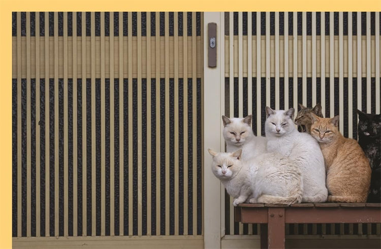 Neko: Cats of Japan, Masayuki Oki