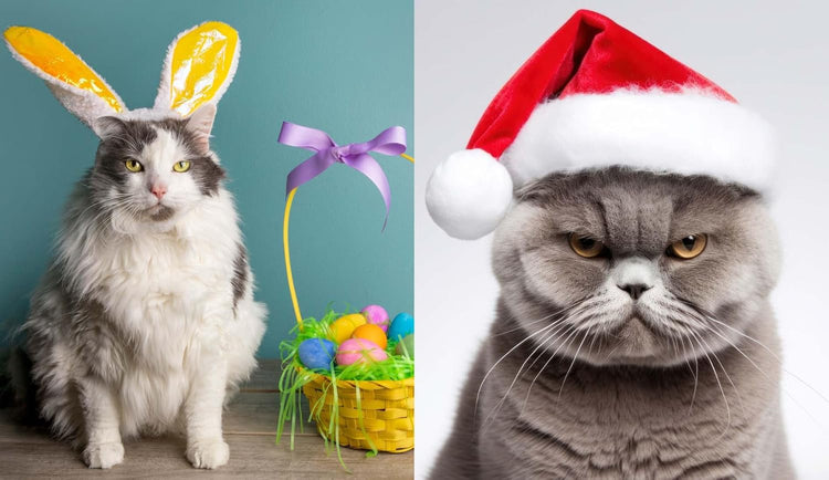 This Book is Literally Just pictures of Cute Cats Who Are Plotting to Kill You