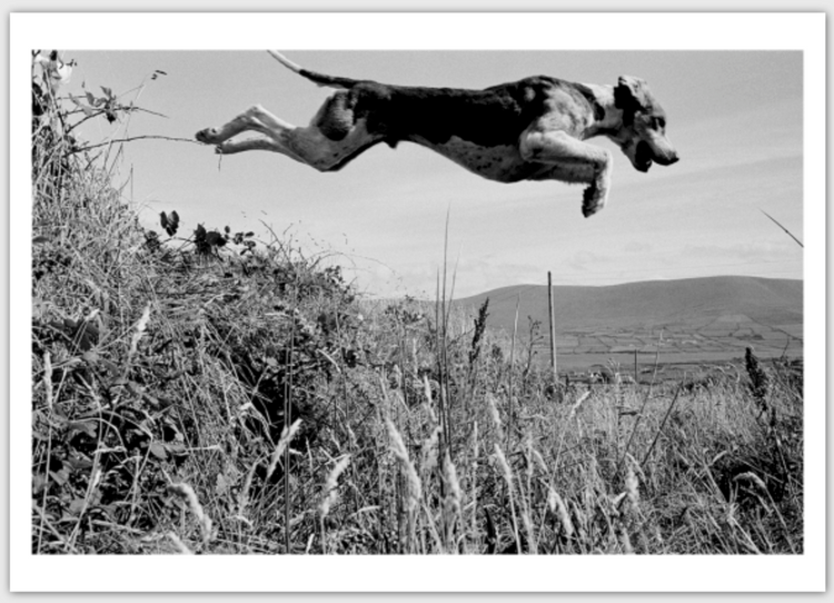 Tony O'Shea - Signature Series Postcards