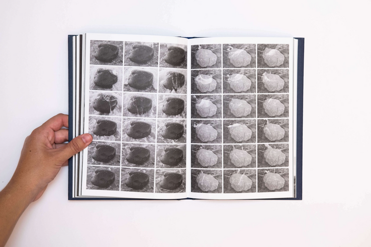 I saw a tree bearing stones in the place of apples and pears, Emilia Martin