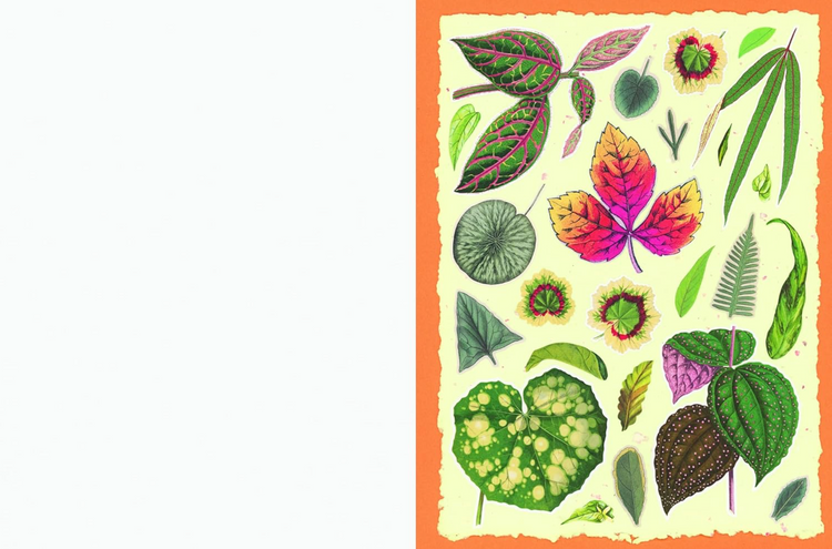 Cut Out Curiosities: Bontanica