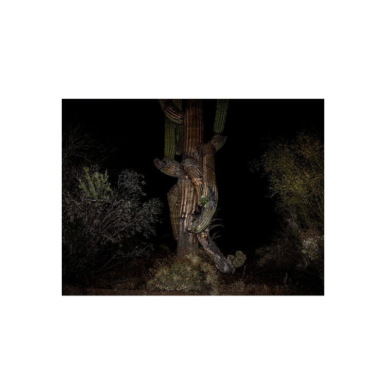 Paolo Pellegrin: Fragile Wonder