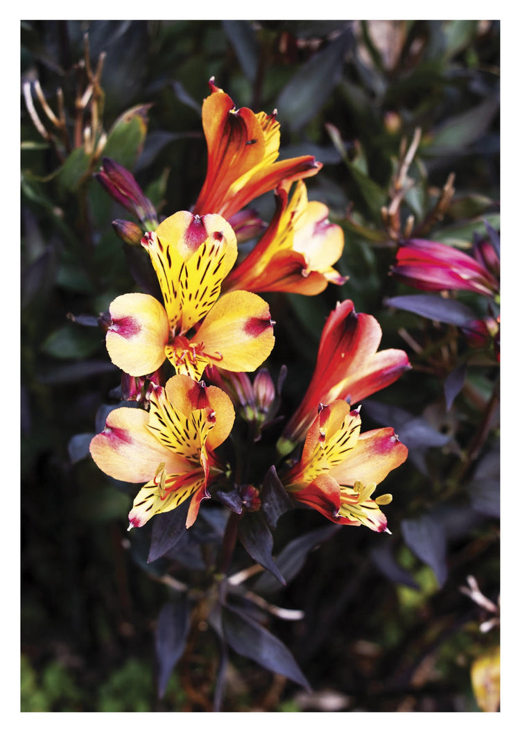 PhotoWorks 2025 Postcard Set