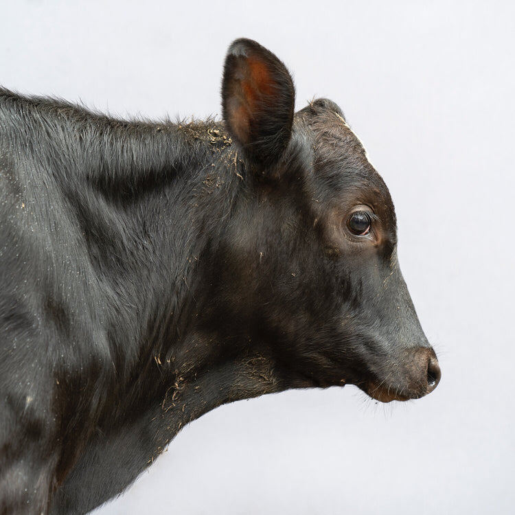 Beasts of Burden, Paul Seawright