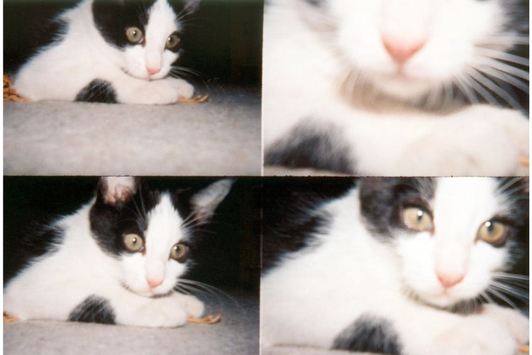 ActionSampler Clear 4 Frame Camera