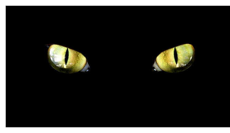 This Book is Literally Just pictures of Cute Cats Who Are Plotting to Kill You