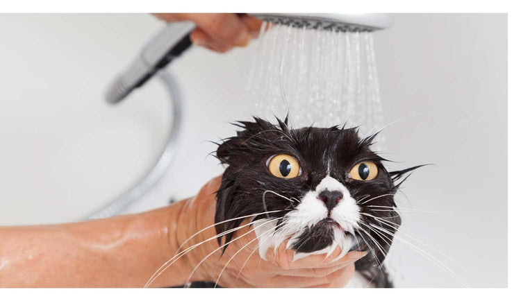 This Book is Literally Just pictures of Cute Cats Who Are Plotting to Kill You