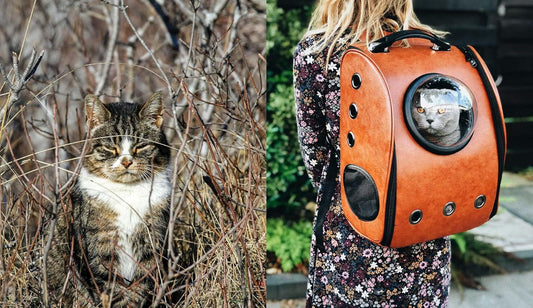 This Book is Literally Just pictures of Cute Cats Who Are Plotting to Kill You