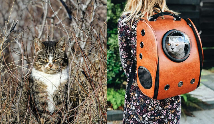 This Book is Literally Just pictures of Cute Cats Who Are Plotting to Kill You