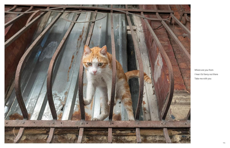 City Cats of Istanbul, Marcel Heijnen