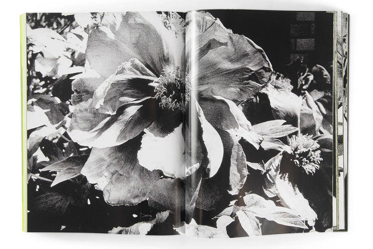 Moriyama: Quartet