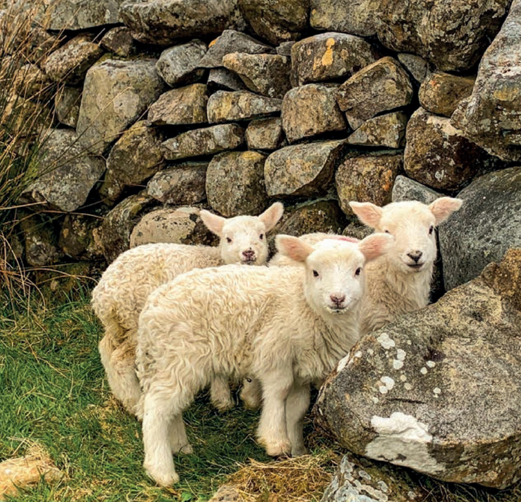 Sheep of Ireland By Sarah O'Connor