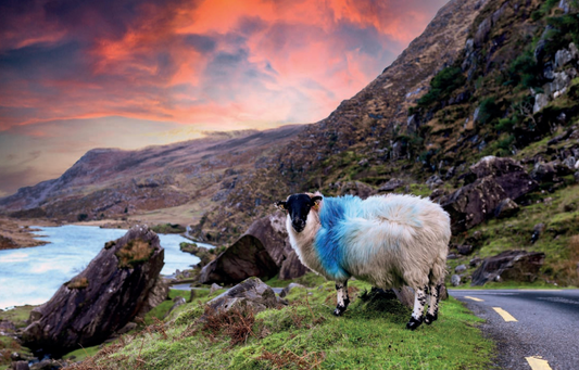 Sheep of Ireland By Sarah O'Connor