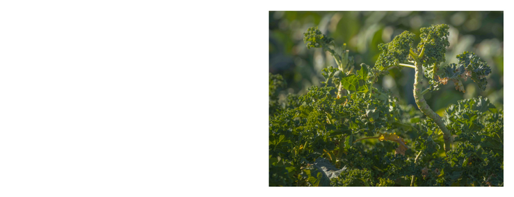 Nourishing a Community, Elizabeth Rymut