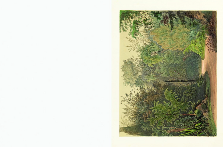 Cut Out Curiosities: Bontanica