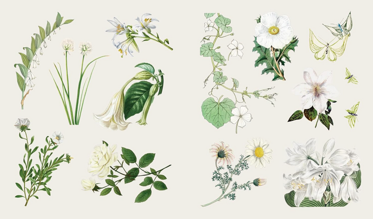 The Sticker Treasury of Blooms and Butterflies