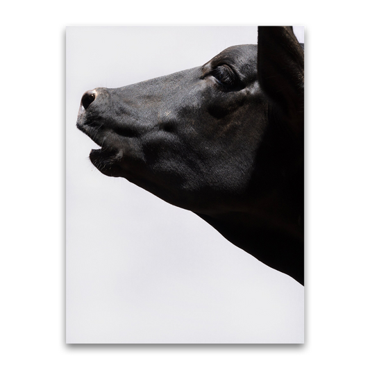 Beasts of Burden, Paul Seawright