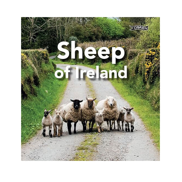 Sheep of Ireland By Sarah O'Connor