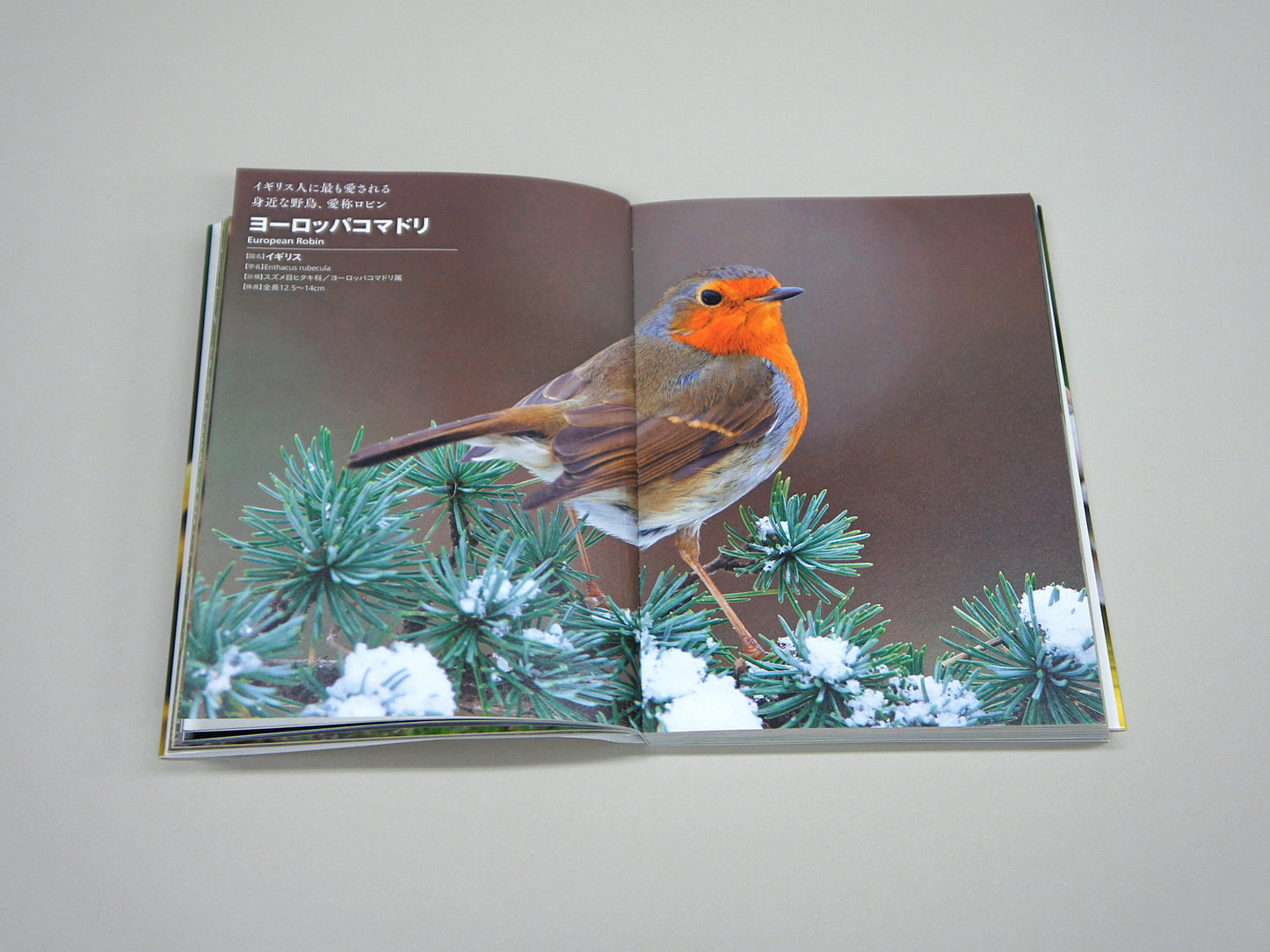 National Birds Around The World by Nomad Books
