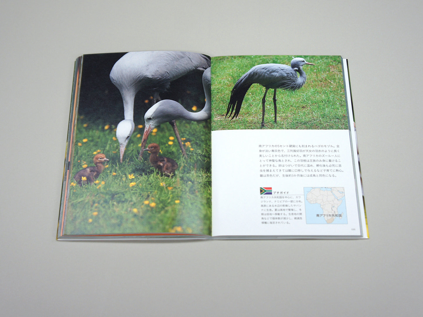 National Birds Around The World by Nomad Books