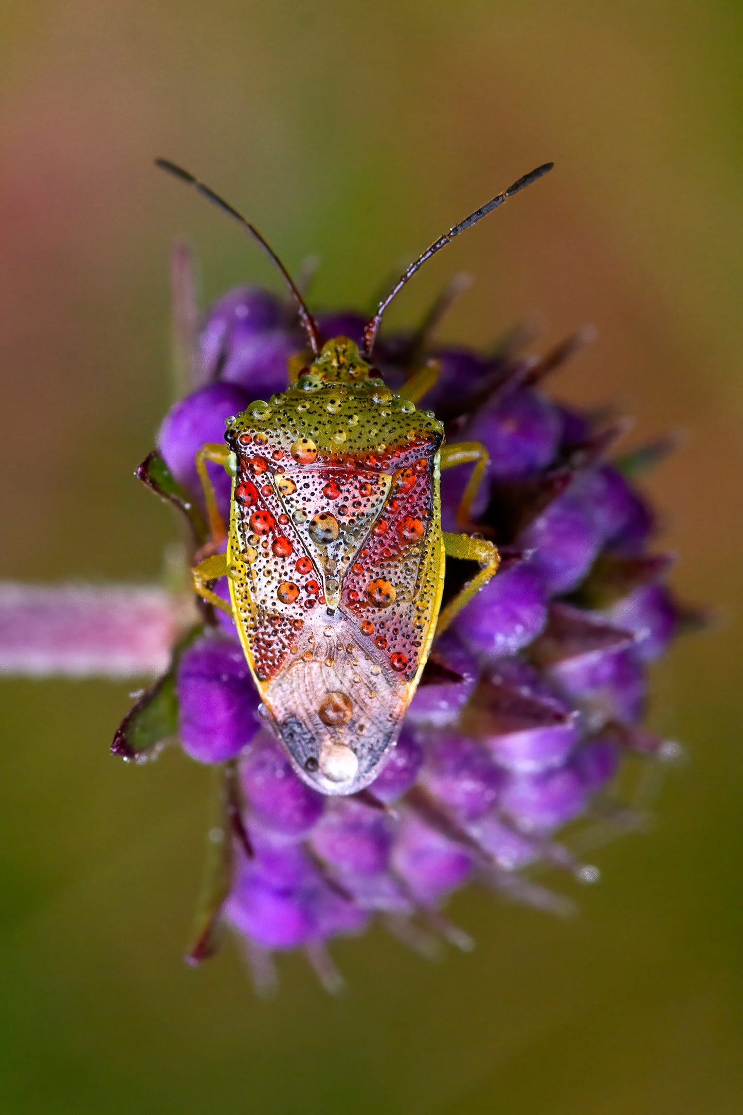 Portal - Otherworldly Wonders of Ireland's Bogs, Wetlands and Eskers Tina Claffey