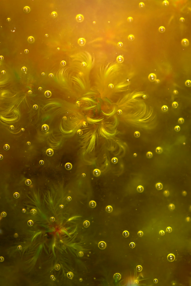 Portal - Otherworldly Wonders of Ireland's Bogs, Wetlands and Eskers Tina Claffey