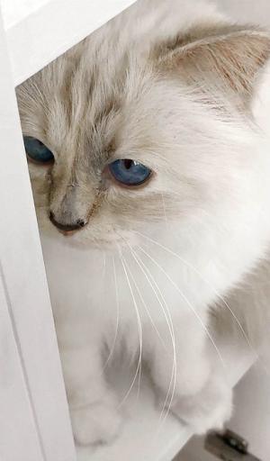 Choupette by Karl Lagerfeld