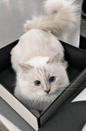 Choupette by Karl Lagerfeld